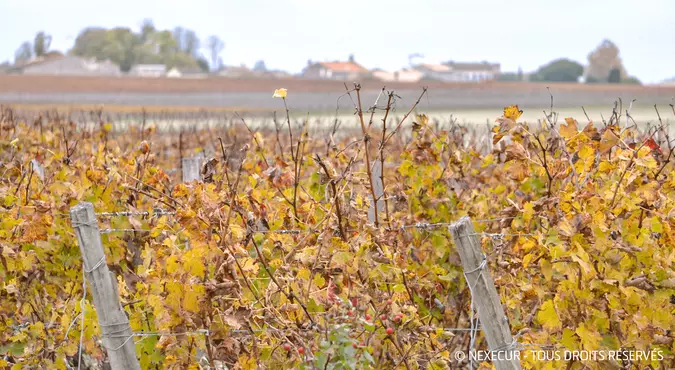 champ vignes automne
